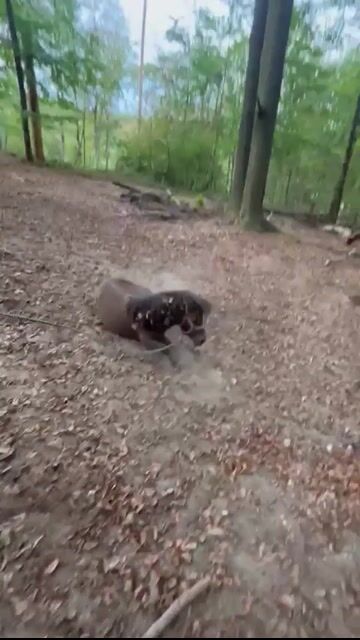 Video preview