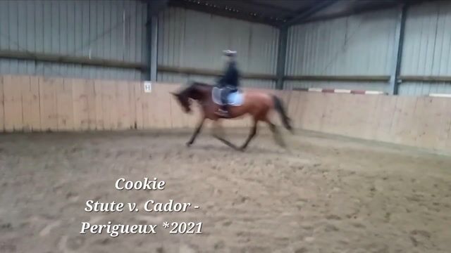 Video preview