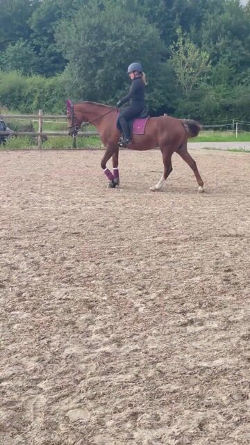 German Riding Pony Mare 16 years 14.2 hh Chestnut-Red in Heikendorf
