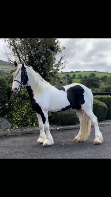 Cob Gelding 6 years 16.2 hh Pinto in Newry