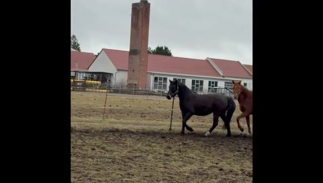 Video preview