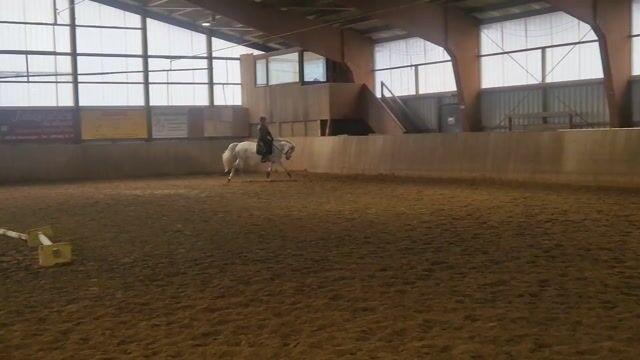 Hanoverian Mare 4 years 16 hh Gray in Nienhagen